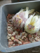 Lutino Cockatiel Baby